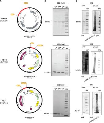 Mycobacterium tuberculosis PE/PPE proteins enhance the production of reactive oxygen species and formation of neutrophil extracellular traps